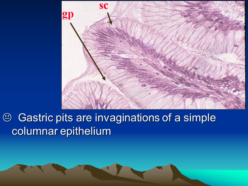   Gastric pits are invaginations of a simple columnar epithelium   